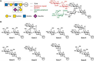 Mucins and Pathogenic Mucin-Like Molecules Are Immunomodulators During Infection and Targets for Diagnostics and Vaccines